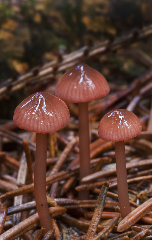 Mycena rosella